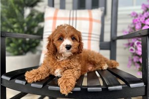 Ezekiel - Cavapoo for sale
