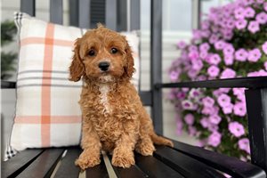 Estelle - Cavapoo for sale