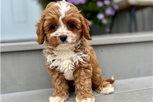 Dante - Cavapoo for sale