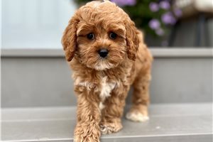 Daphne - puppy for sale