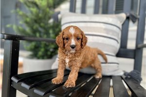Ezra - puppy for sale