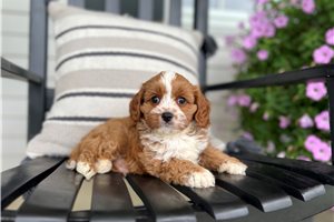Dante - Cavapoo for sale
