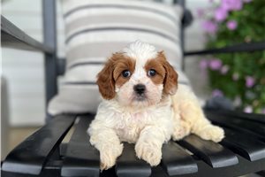 Danica - Cavapoo for sale