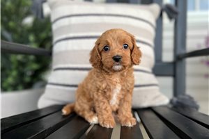 Etta - puppy for sale