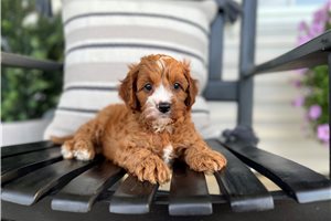 Ezekiel - puppy for sale