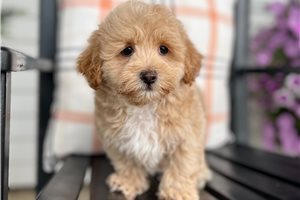 Frisco, a Poo-Ton puppy