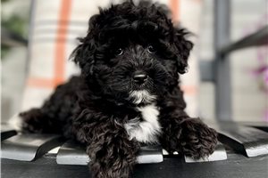 Friday, a Poo-Ton puppy
