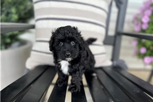 Friday - Poo-Ton for sale