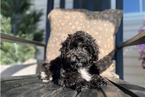 Friday - Poo-Ton for sale