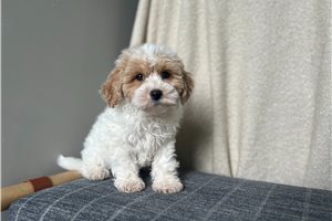 Barry - Poo-Ton for sale