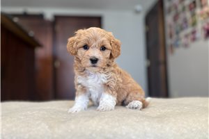 Bodie - Poo-Ton for sale