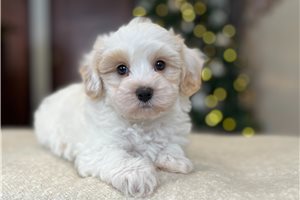 Uriah - Poo-Ton for sale