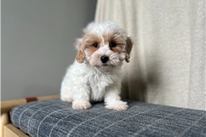 Burton - Poo-Ton for sale