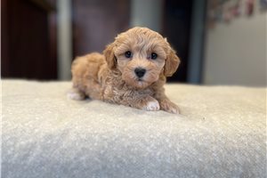 Bunny - Poo-Ton for sale