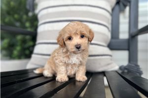 Frisco - Poo-Ton for sale