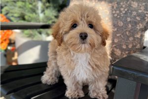 Frisco - Poo-Ton for sale