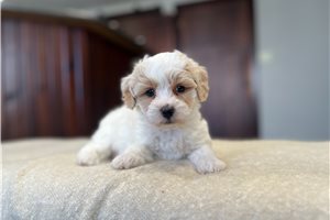 Burton - Poo-Ton for sale