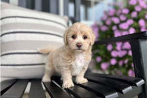 Franny - puppy for sale