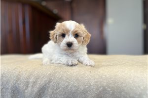 Barry - Poo-Ton for sale