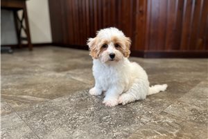 Burton - puppy for sale