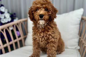 Chica - Poodle, Miniature for sale