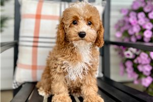 Callen - Miniature Poodle for sale