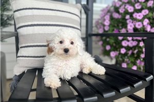 Caleb - Poodle, Miniature for sale