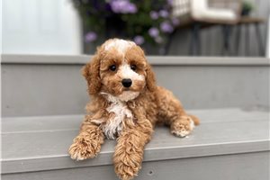 Callen - Poodle, Miniature for sale