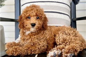 Chica - Poodle, Miniature for sale