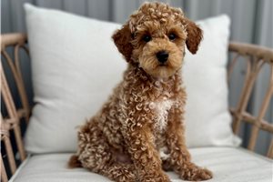 Dusty - Poodle, Miniature for sale
