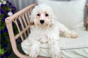 Caleb - Miniature Poodle for sale