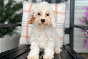 Caiden - Miniature Poodle for sale