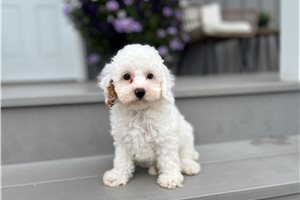 Caiden - Poodle, Miniature for sale
