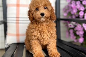 Caleah - Poodle, Miniature, placed in Fort Wayne