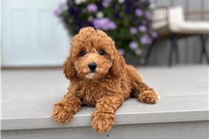 Caleah - Poodle, Miniature for sale