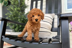 Dylan - puppy for sale