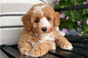 Callen - Poodle, Miniature for sale