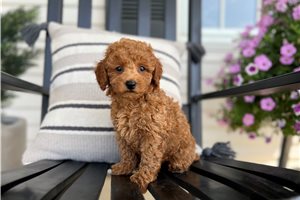 Dynamo - puppy for sale