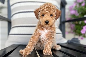 Dusty - Poodle, Miniature for sale