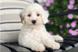 Caleb - puppy for sale