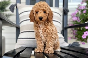 Dwight - puppy for sale