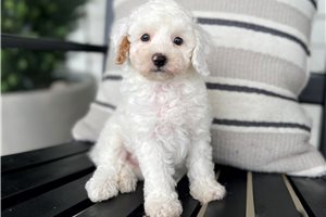 Caiden - puppy for sale