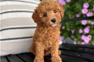 Caleah - puppy for sale