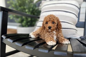 Dusk - puppy for sale