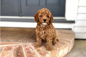 Chica - puppy for sale