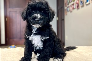 Donovan - Schnoodle for sale