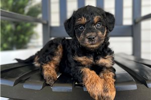 Dawn - puppy for sale
