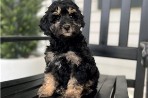 Daria - Schnoodle for sale