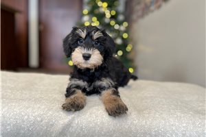 Octavia - puppy for sale