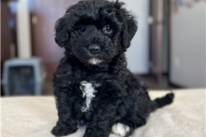Orchid - puppy for sale